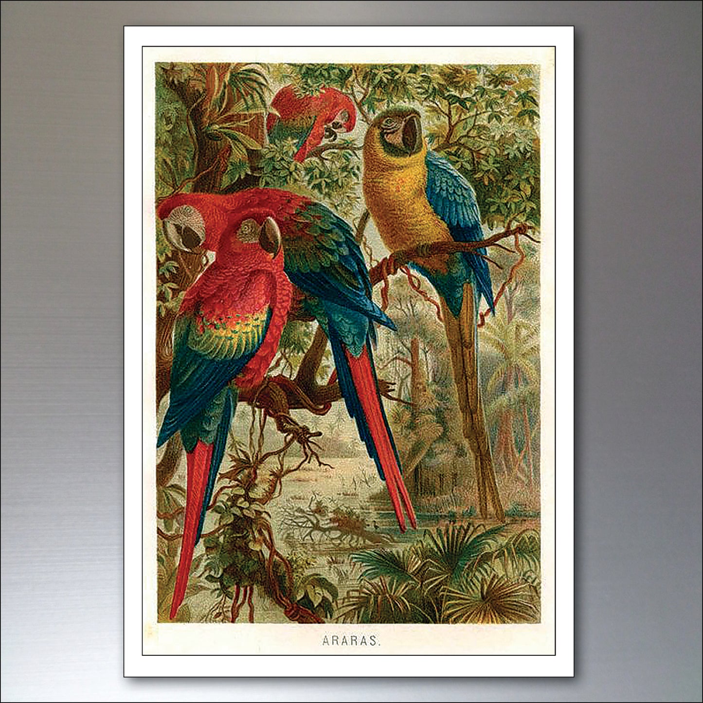 Parrot & Macaw Victorian Painted Fridge Magnets | Set of 8 | No.1