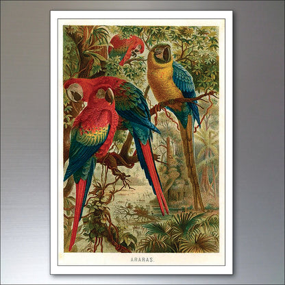Parrot & Macaw Victorian Painted Fridge Magnets | Set of 8 | No.1
