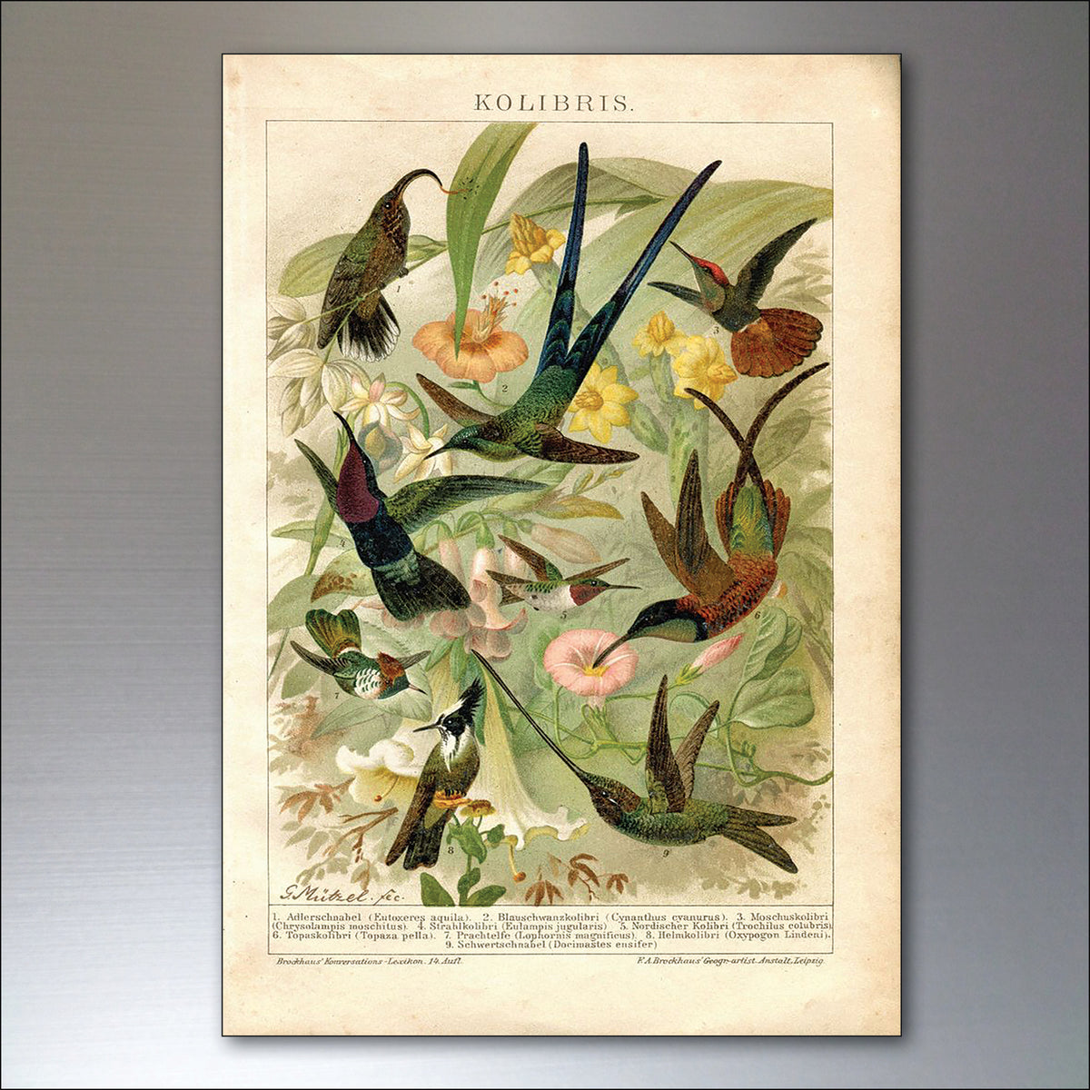 Victorian Birds, Bees, Bugs & Botanical Illustrations | Set of 8 Fridge Magnets