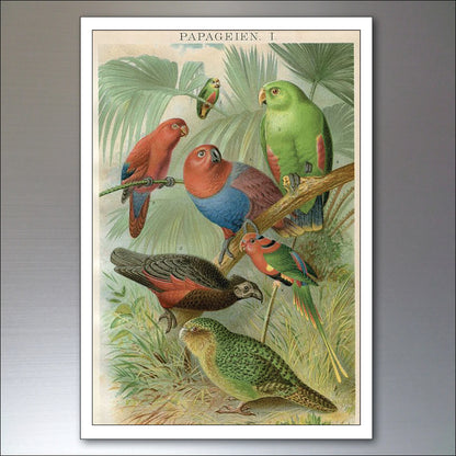 Parrot & Macaw Victorian Painted Fridge Magnets | Set of 8 | No.1