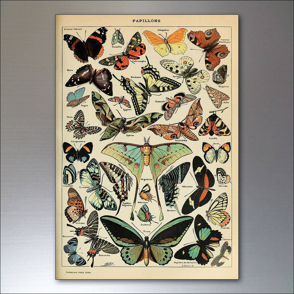 Victorian Birds, Bees, Bugs & Botanical Illustrations | Set of 8 Fridge Magnets