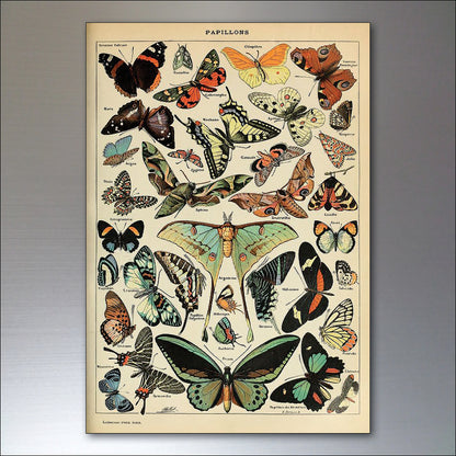 Victorian Birds, Bees, Bugs & Botanical Illustrations | Set of 8 Fridge Magnets