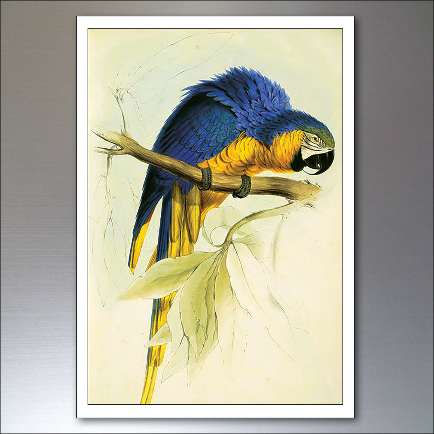 Parrot & Macaw Victorian Painted Fridge Magnets | Set of 8 | No.1