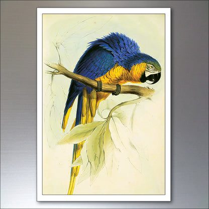 Parrot & Macaw Victorian Painted Fridge Magnets | Set of 8 | No.1