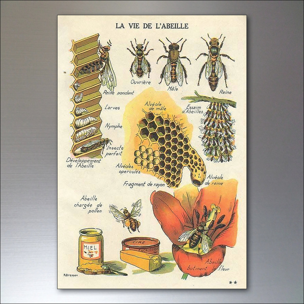 Victorian Birds, Bees, Bugs & Botanical Illustrations | Set of 8 Fridge Magnets