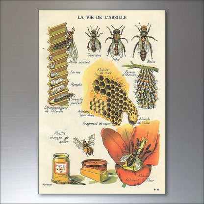 Victorian Birds, Bees, Bugs & Botanical Illustrations | Set of 8 Fridge Magnets