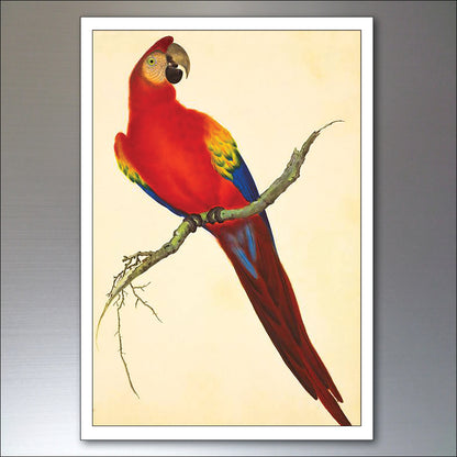 Parrot & Macaw Victorian Painted Fridge Magnets | Set of 8 | No.1