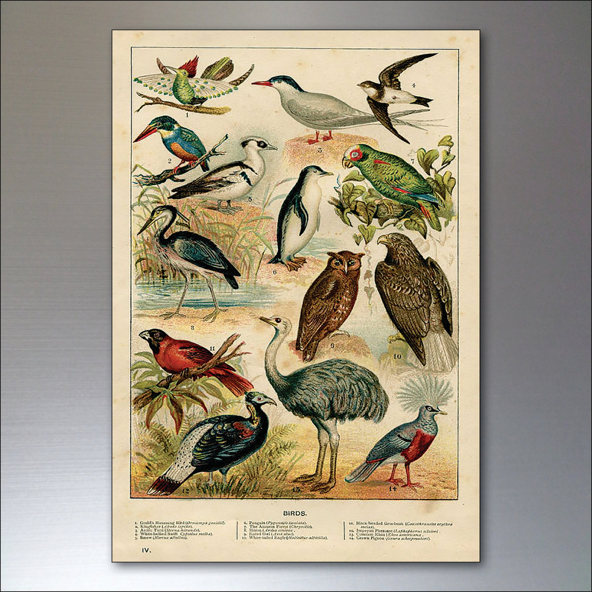 Victorian Birds, Bees, Bugs & Botanical Illustrations | Set of 8 Fridge Magnets