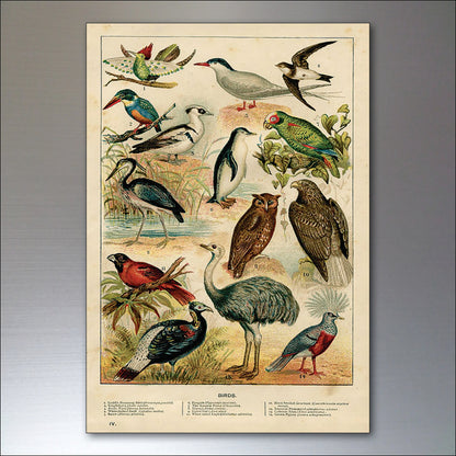Victorian Birds, Bees, Bugs & Botanical Illustrations | Set of 8 Fridge Magnets