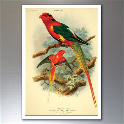 Parrot & Macaw Victorian Painted Fridge Magnets | Set of 8 | No.1