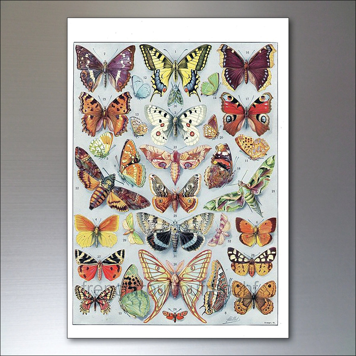 Victorian Birds, Bees, Bugs & Botanical Illustrations | Set of 8 Fridge Magnets