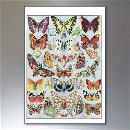 Victorian Birds, Bees, Bugs & Botanical Illustrations | Set of 8 Fridge Magnets