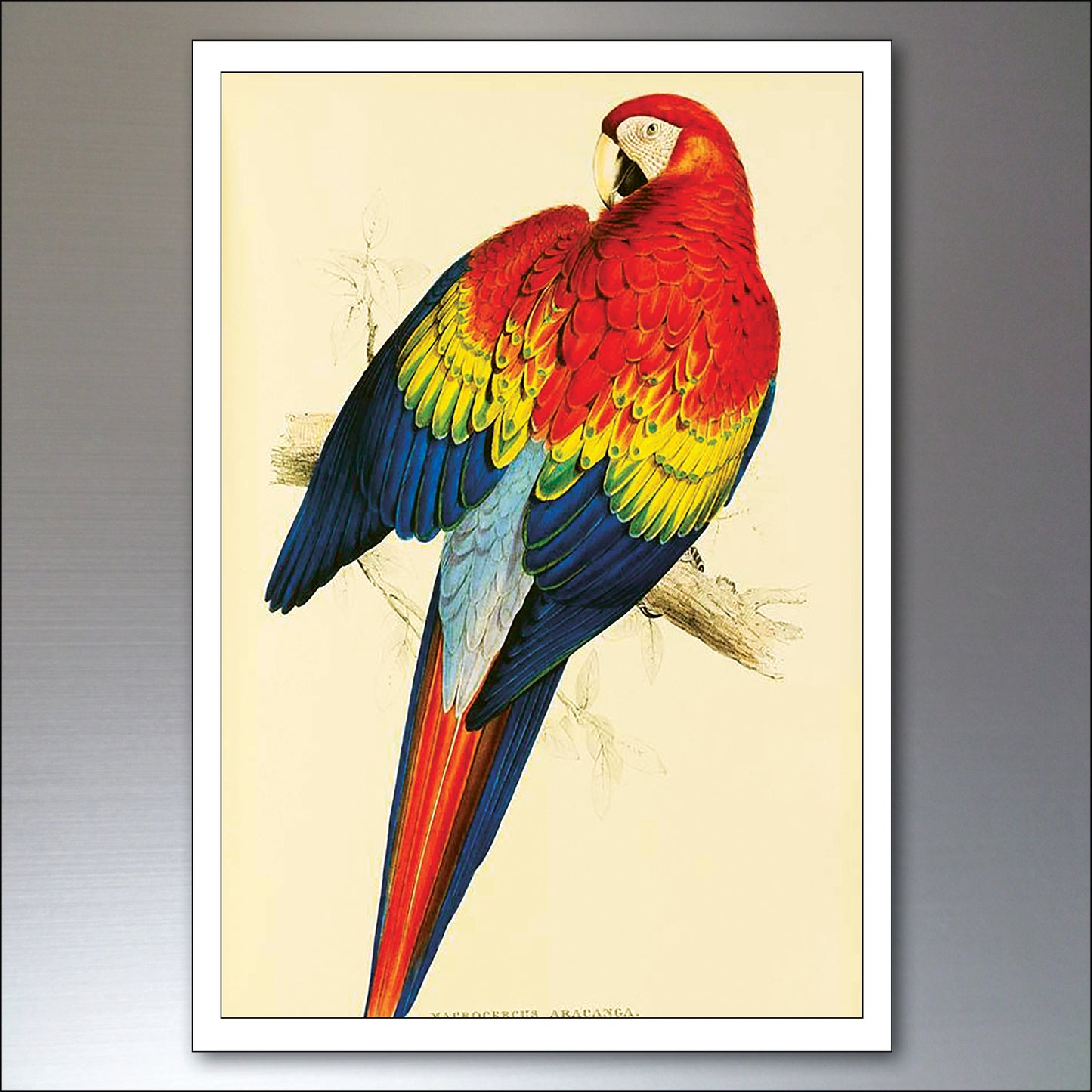 Parrot & Macaw Victorian Painted Fridge Magnets | Set of 8 | No.1