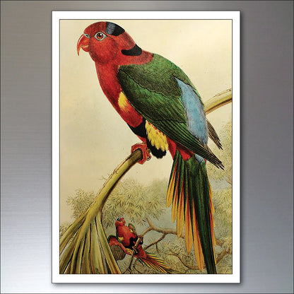 Parrot & Macaw Victorian Painted Fridge Magnets | Set of 8 | No.1