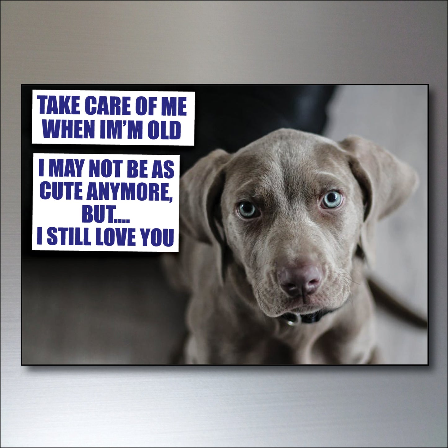 Dog & Human Bond Quotes | Fridge Magnets | Set of 8