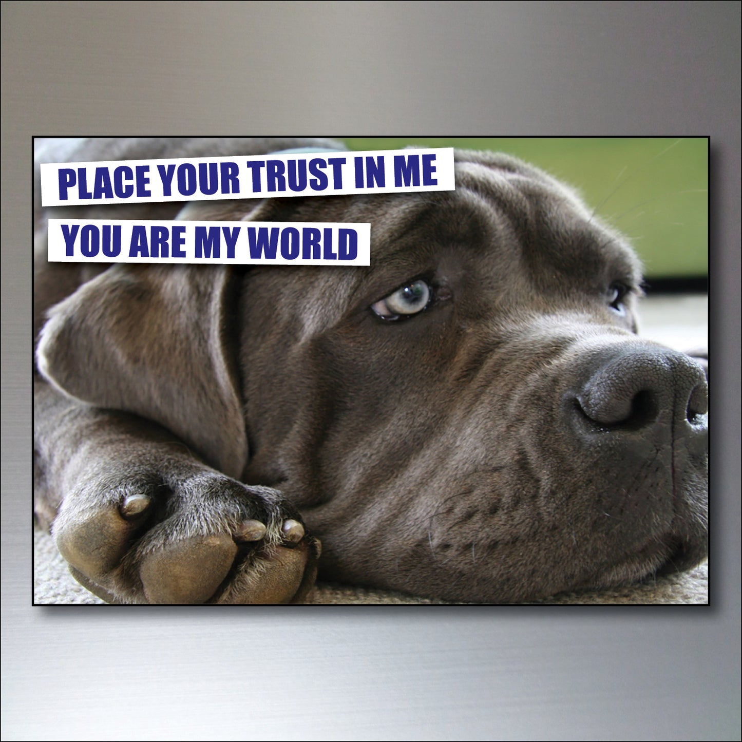 Dog & Human Bond Quotes | Fridge Magnets | Set of 8