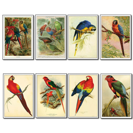 Parrot & Macaw Victorian Painted Fridge Magnets | Set of 8 | No.1