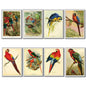 Parrot & Macaw Victorian Painted Fridge Magnets | Set of 8 | No.1