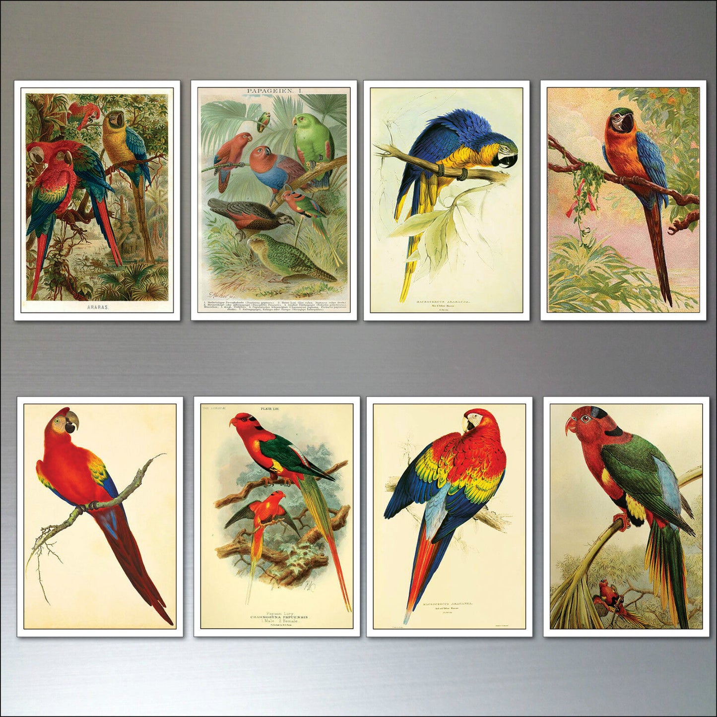 Parrot & Macaw Victorian Painted Fridge Magnets | Set of 8 | No.1