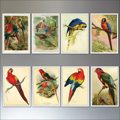 Parrot & Macaw Victorian Painted Fridge Magnets | Set of 8 | No.1
