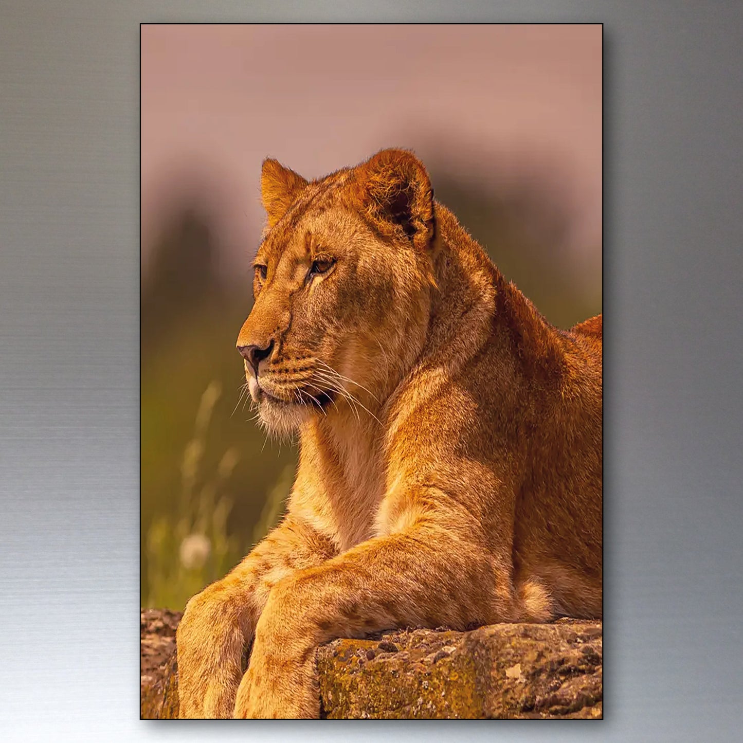 Lion in the Wild | Photo Fridge Magnets | Set of 8