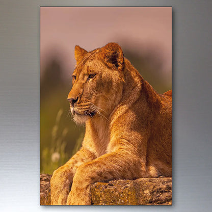 Lion in the Wild | Photo Fridge Magnets | Set of 8