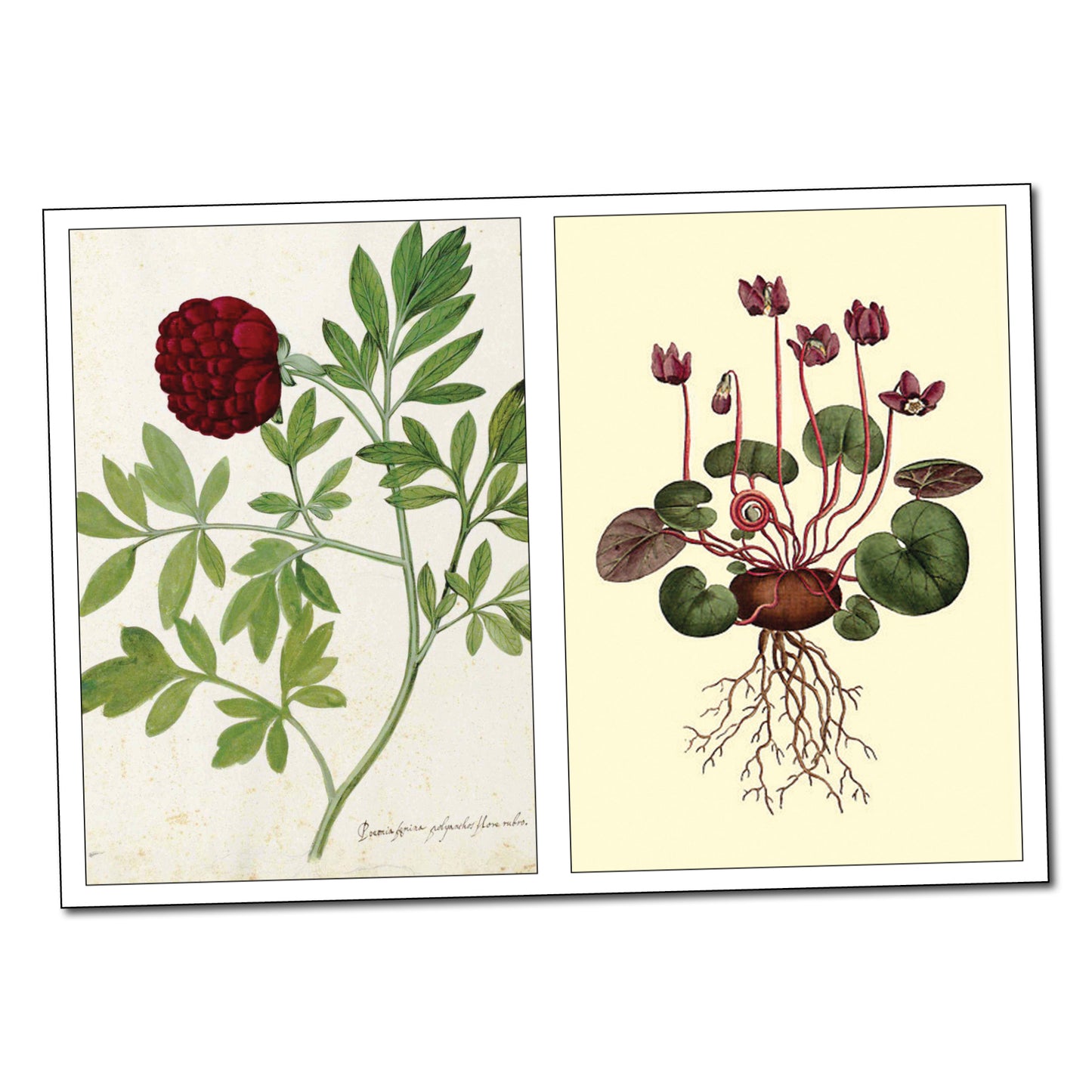 Victorian Botanical Illustrations | Self-Adhesive Gloss Sticker Sheets | Set of 4