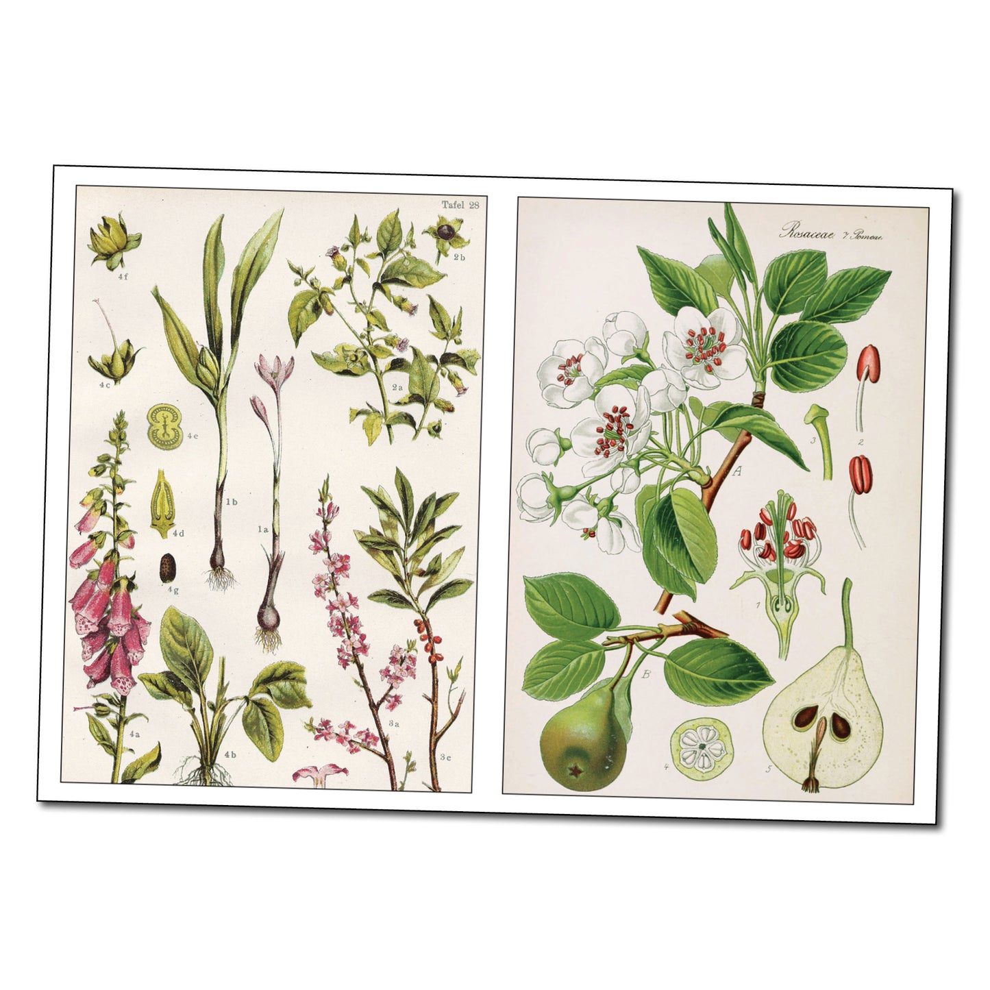 Victorian Botanical Illustrations | Self-Adhesive Gloss Sticker Sheets | Set of 4