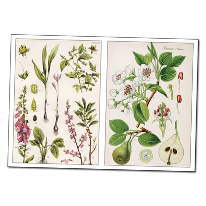 Victorian Botanical Illustrations | Self-Adhesive Gloss Sticker Sheets | Set of 4