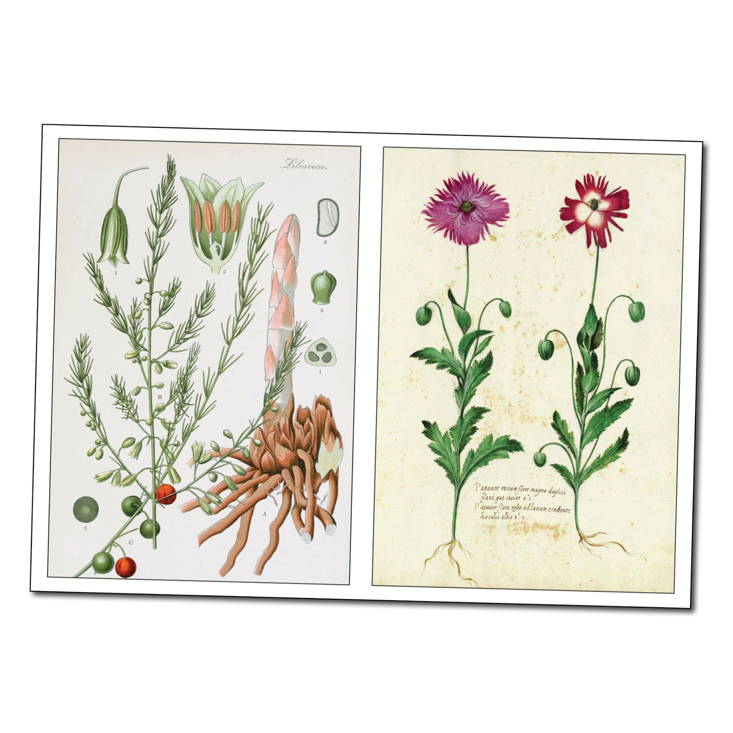Victorian Botanical Illustrations | Self-Adhesive Gloss Sticker Sheets | Set of 4