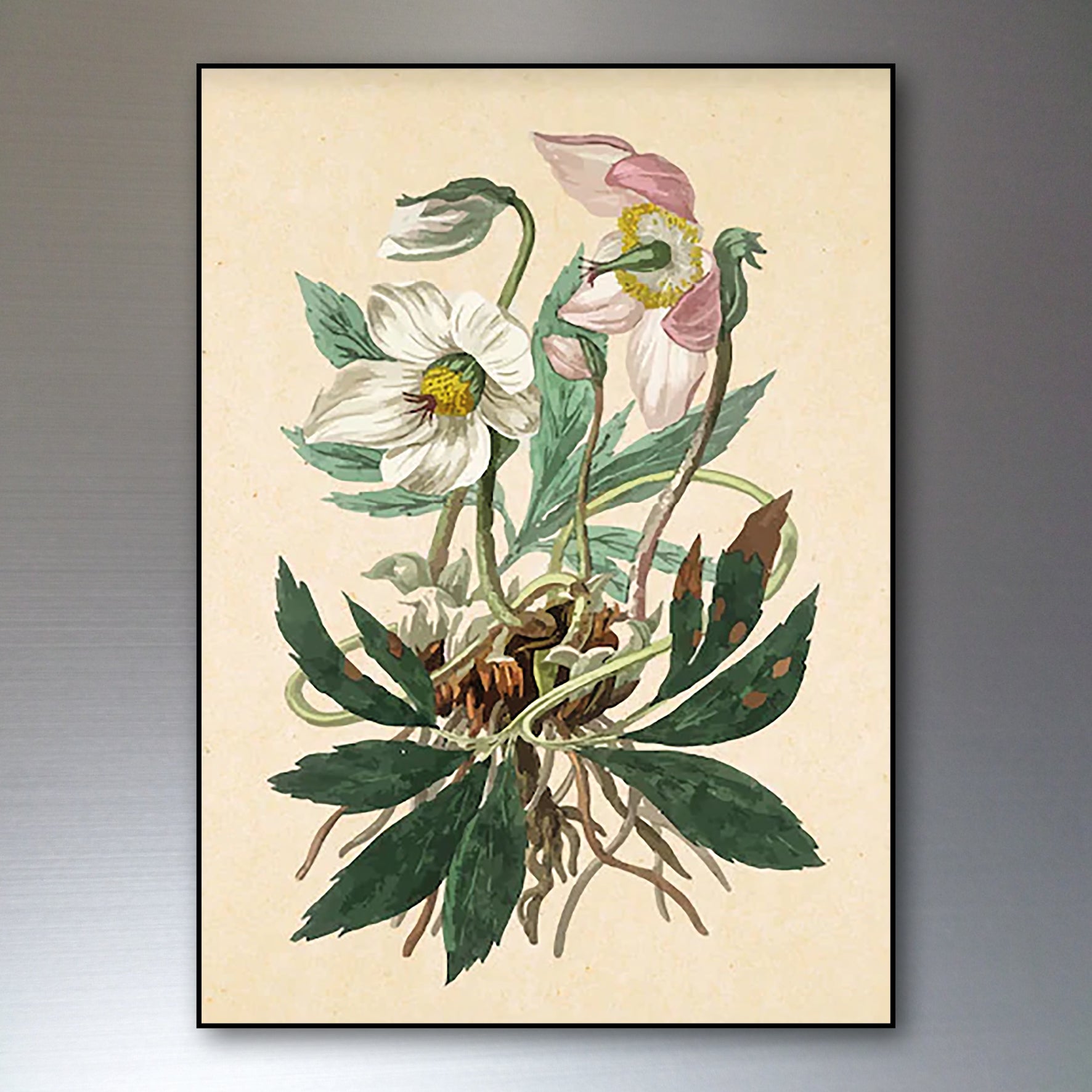 Victorian floral fridge magnets from Bubbadoodoo featuring watercolor botanical designs on a white background.