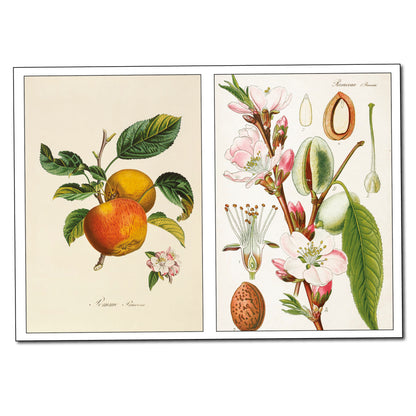 Victorian Botanical Illustrations | Self-Adhesive Gloss Sticker Sheets | Set of 4