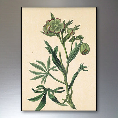 Victorian floral watercolor fridge magnets set by Bubbadoodoo featuring colorful botanical designs on a white background.