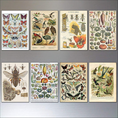 Victorian Birds, Bees, Bugs & Botanical Illustrations | Set of 8 Fridge Magnets