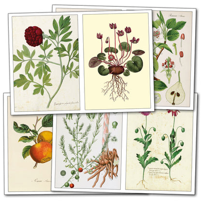 Victorian Botanical Illustrations | Self-Adhesive Gloss Sticker Sheets | Set of 4