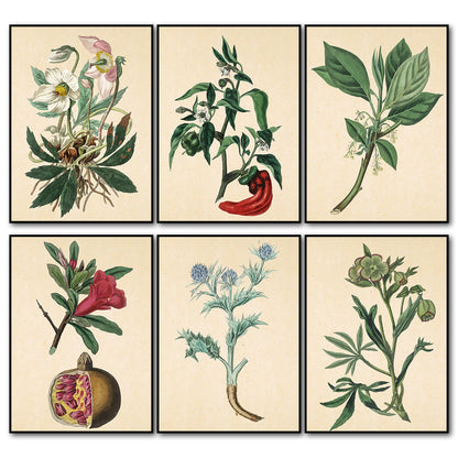 Victorian floral fridge magnets set featuring watercolor botanical designs, by Bubbadoodoo, displayed on a refrigerator door.