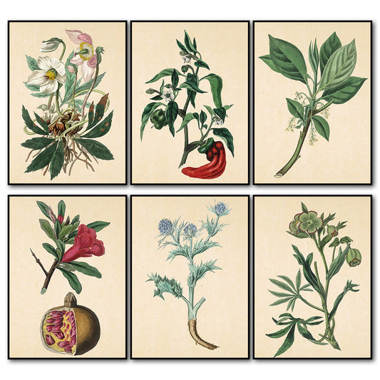 Victorian floral fridge magnets set featuring watercolor botanical designs, by Bubbadoodoo, displayed on a refrigerator door.