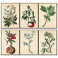 Victorian floral fridge magnets set featuring watercolor botanical designs, by Bubbadoodoo, displayed on a refrigerator door.