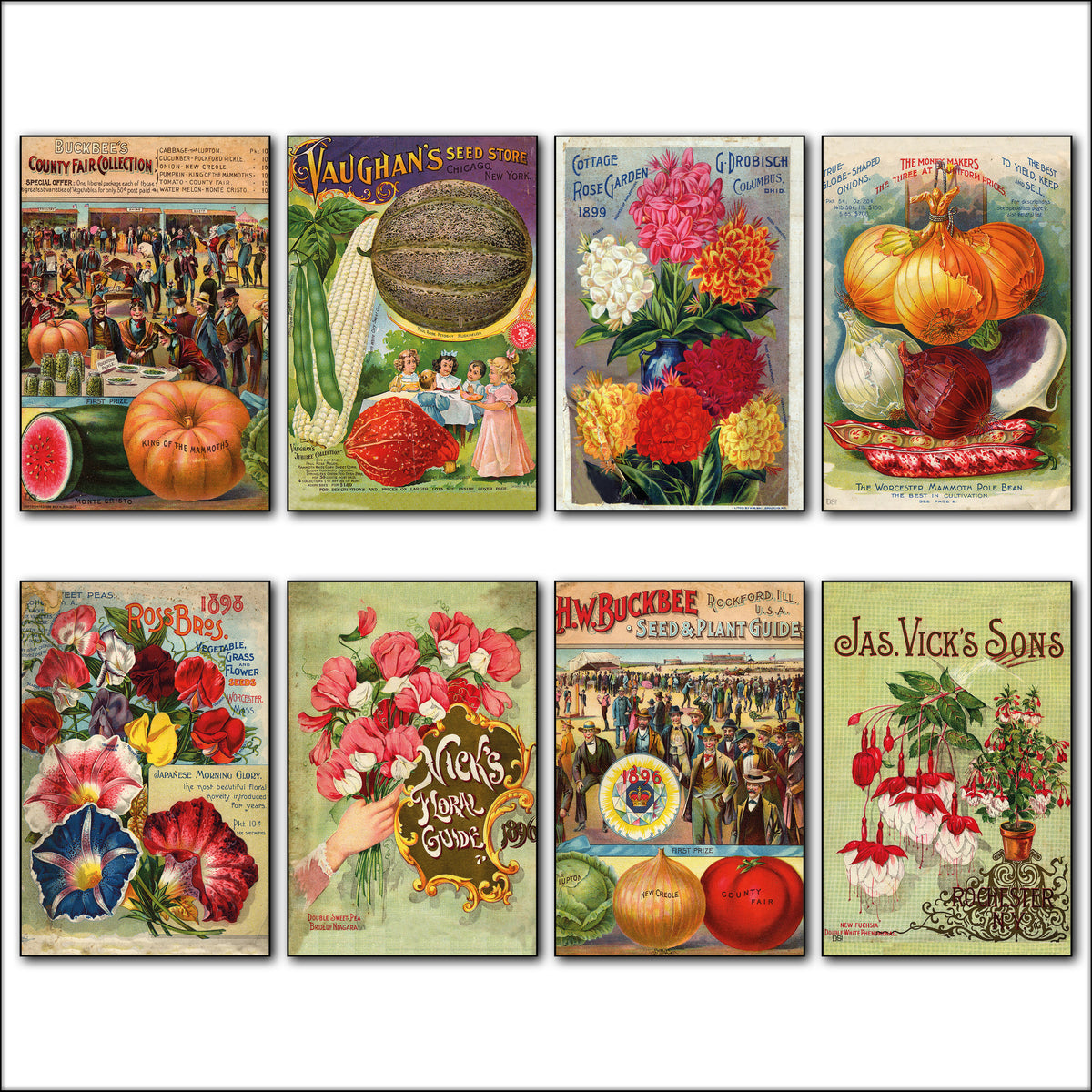 Vintage Botanical Seed Packet Fridge Magnets Set of 8 | Horticultural Art | No.3