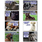 Dog & Human Bond Quotes | Fridge Magnets | Set of 8