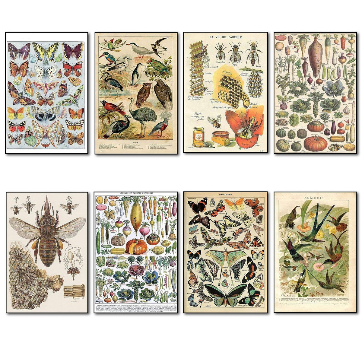 Victorian Birds, Bees, Bugs & Botanical Illustrations | Set of 8 Fridge Magnets