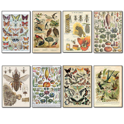 Victorian Birds, Bees, Bugs & Botanical Illustrations | Set of 8 Fridge Magnets