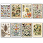 Victorian Birds, Bees, Bugs & Botanical Illustrations | Set of 8 Fridge Magnets