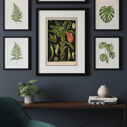 A framed botanical art print of a banana plant with German text, featuring green leaves, a red-orange flower, and detailed fruit illustrations on a black background, enclosed in a white mat and a black frame.