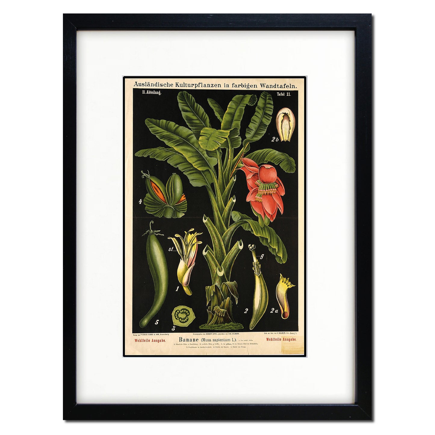 Vintage German Botanical Illustration A3 Print | Luxury Satin 285gsm | No.1