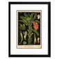 Vintage German Botanical Illustration A3 Print | Luxury Satin 285gsm | No.1