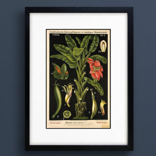 A framed botanical art print of a banana plant with German text, featuring green leaves, a red-orange flower, and detailed fruit illustrations on a black background, enclosed in a white mat and a black frame.
