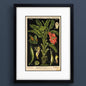 A framed botanical art print of a banana plant with German text, featuring green leaves, a red-orange flower, and detailed fruit illustrations on a black background, enclosed in a white mat and a black frame.