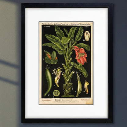 A framed botanical art print of a banana plant with German text, featuring green leaves, a red-orange flower, and detailed fruit illustrations on a black background, enclosed in a white mat and a black frame.