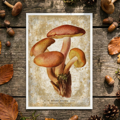 A vertical botanical-style print showing a cluster of brown and orange mushrooms on a textured beige background, presented against a gray gradient backdrop.